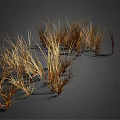 Clusters of Wispy Golden Brown Dried Grass Plants on Dark Background