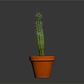 Potted Green Columnar Cactus with Spines in Orange Terracotta Pot on Dark Background