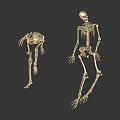 3D Rendered Human Skeleton Models Displaying Sitting And Lying Organ Structures