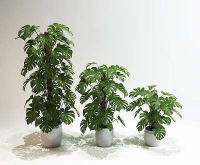 Three Decorative Monstera Potted Plants with Different Heights in White Pots 3d model