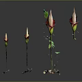 Four Unique Flower Buds with Red and White Petals on Green Stems and Decorative Bases