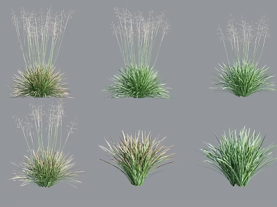 Different Types Of Potted Ornamental Grass Plants With Green And Brown Foliage 3d model