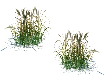 Two Clusters of Grass Plants with Green Leaves and White Plumes 3d model