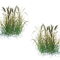 Two Clusters of Grass Plants with Green Leaves and White Plumes
