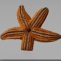 Orange and white starfish with five arms on dark background and reflective surface