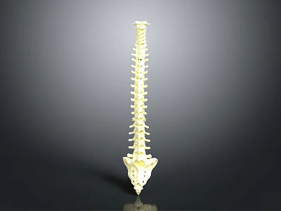 Human Spine Anatomical 3D Model With White Structure On Gray Background 3d model