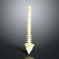 Human Spine Anatomical 3D Model With White Structure On Gray Background