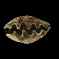 Symbiotic Marine Plant Algae Growing On Giant Clam Shell With Wavy Patterns And Green Hues