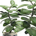 Lush Green Leafy Potted Plants In Decorative Geometric Planters For Indoor Decor