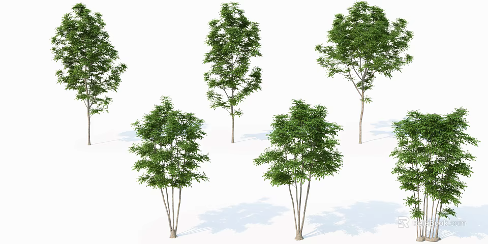 Leafy Green Trees with Multiple Trunks and Natural Shadows on White Background 3d model