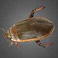 Detailed View Of Green Brown Beetle With Shiny Shell Orange Legs And Compound Eyes