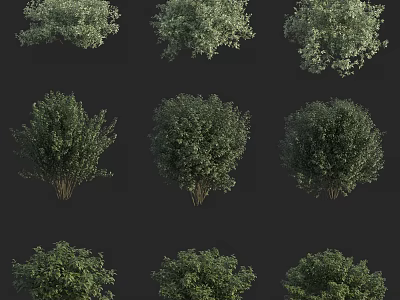 Various Green Bushes with Lush Foliage and Diverse Shapes for Landscaping 3d model