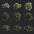 Various Green Bushes with Lush Foliage and Diverse Shapes for Landscaping