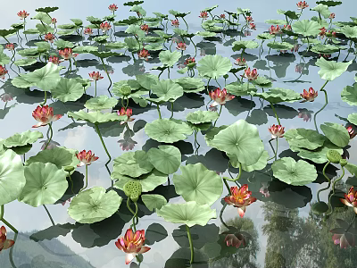 Red Lotus Flowers and Green Lily Pads Floating on Water with Sky Tree Reflections 3d model