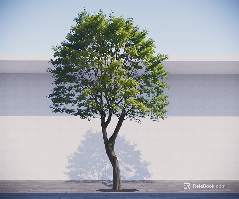 Deciduous Tree With Green Leaves And Brown Trunk Against White Wall And Gray Ground 3d model 