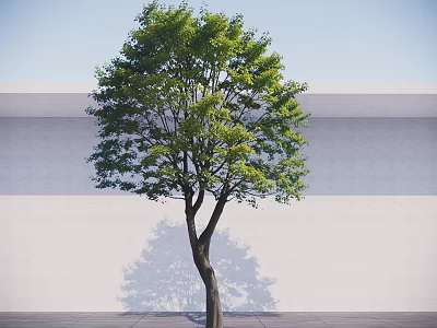 Deciduous Tree With Green Leaves And Brown Trunk Against White Wall And Gray Ground 3d model