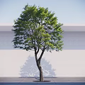 Deciduous Tree With Green Leaves And Brown Trunk Against White Wall And Gray Ground