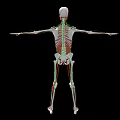 Human Limbs Skeletal System 3D Anatomical Model With Extended Arms And Legs