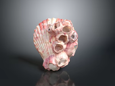 Pink And White Marine Shell Animal With Multiple Natural Unique Holes Structure 3d model