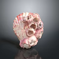 Pink And White Marine Shell Animal With Multiple Natural Unique Holes Structure