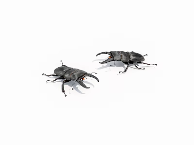 Two Black Reptiles With Prominent Jaws On White Background Close Up View 3d model