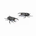 Two Black Reptiles With Prominent Jaws On White Background Close Up View