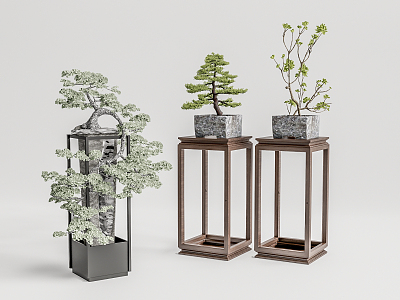 New Chinese Bonsai Pine Bonsai model