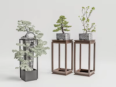 New Chinese Bonsai Pine Bonsai 3d model