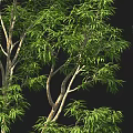 Lush Tall Green Trees With Human Figure Standing In Black Background