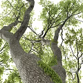 Lush Tall Arbor Tree With Green Foliage Thick Trunk And Spreading Branches