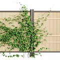 Outdoor Natural Bamboo Fence Covered With Lush Green Climbing Vines And Plants