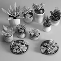 Succulent Potted Plants with Various Colorful Decorative Pots and Diverse Varieties