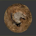 Natural Wooden Stump With Detailed Wood Grain And Stone Like Texture On Ground