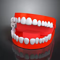 Dental Jaw Model With Red Base And White Artificial Teeth Structure