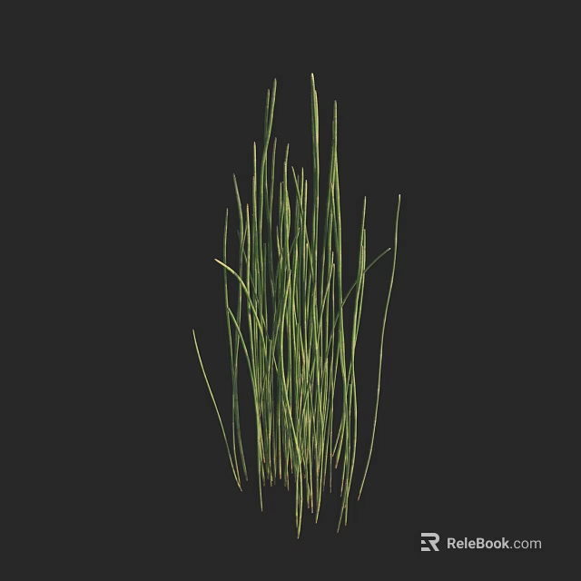 Lush Fresh Green Tall Thin Grass Growing Against Black Background 3d model 