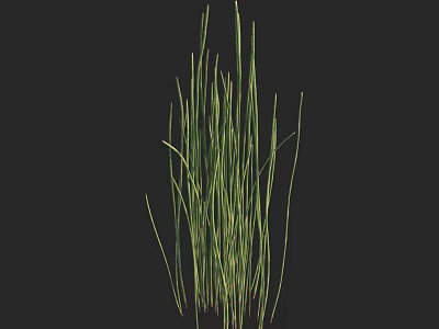 Lush Fresh Green Tall Thin Grass Growing Against Black Background 3d model