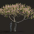 Lush Blooming Tree with Abundant Pink Blossoms and Person Standing Beside