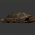 Reptile Turtle With Brown Textured Shell In Dorsal View On Gray Background 3d model