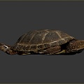 Turtle Turtle Cartoon Turtle Snapping Turtle Chickbill Turtle Reptile Cold Blooded Animal Reptile Reptile Class 3d model