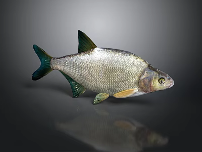 Silver Fish with Shiny Scales Green Fins on Dark Reflective Background 3d model