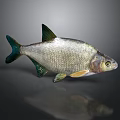 Silver Fish with Shiny Scales Green Fins on Dark Reflective Background