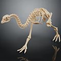 Detailed Avian Skeleton Organ Structure With Long Neck Slender Legs And Claws On Dark Background