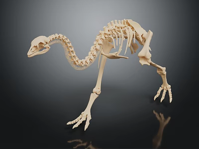 Detailed Avian Skeleton Organ Structure With Long Neck Slender Legs And Claws On Dark Background 3d model