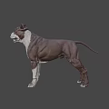 Realistic Brown and White Dog Game Movie Character 3D Model with Alert Expression