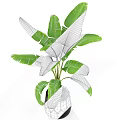 Indoor Garden Decor With Banana Plant Large Green Leaves In Black Geometric Pot