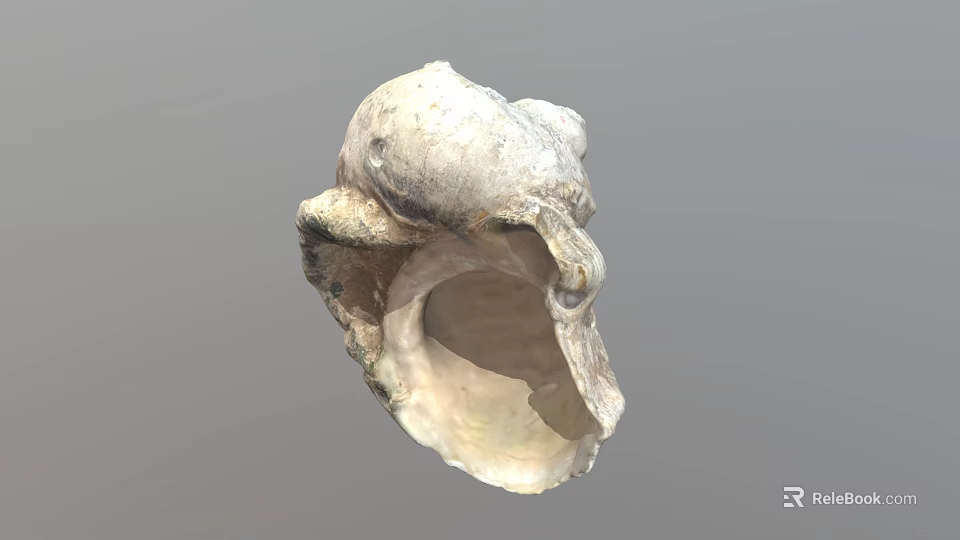 Natural Aquatic Animal Seashell With Spiral Shape And Smooth Surface 3d model 