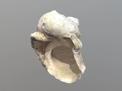 Natural Aquatic Animal Seashell With Spiral Shape And Smooth Surface 3d model