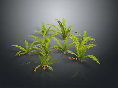 Green Fern Plants With Feathery Leaves And Orange Sporangia On Dark Background With Reflections 3d model
