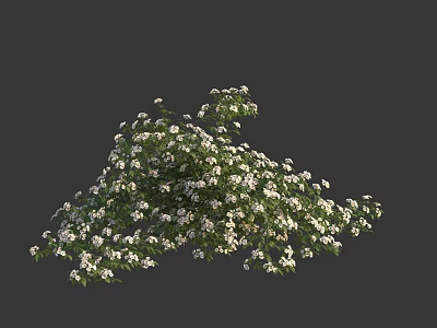 Lush Flowering Shrub With White Flowers And Green Leaves In Garden 3d model