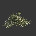 Lush Flowering Shrub With White Flowers And Green Leaves In Garden